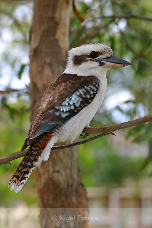 Laughing Kookaburra perched in a tree in a park at Port Stephens - Laughing Kookaburra