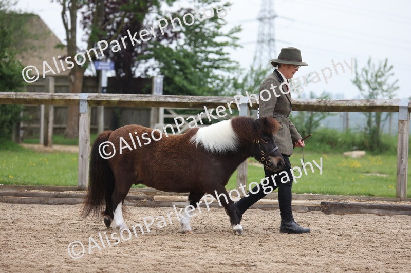 20260504-0466 - Class 4 - Minitures and Shetlands