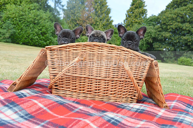  - French Bulldogs