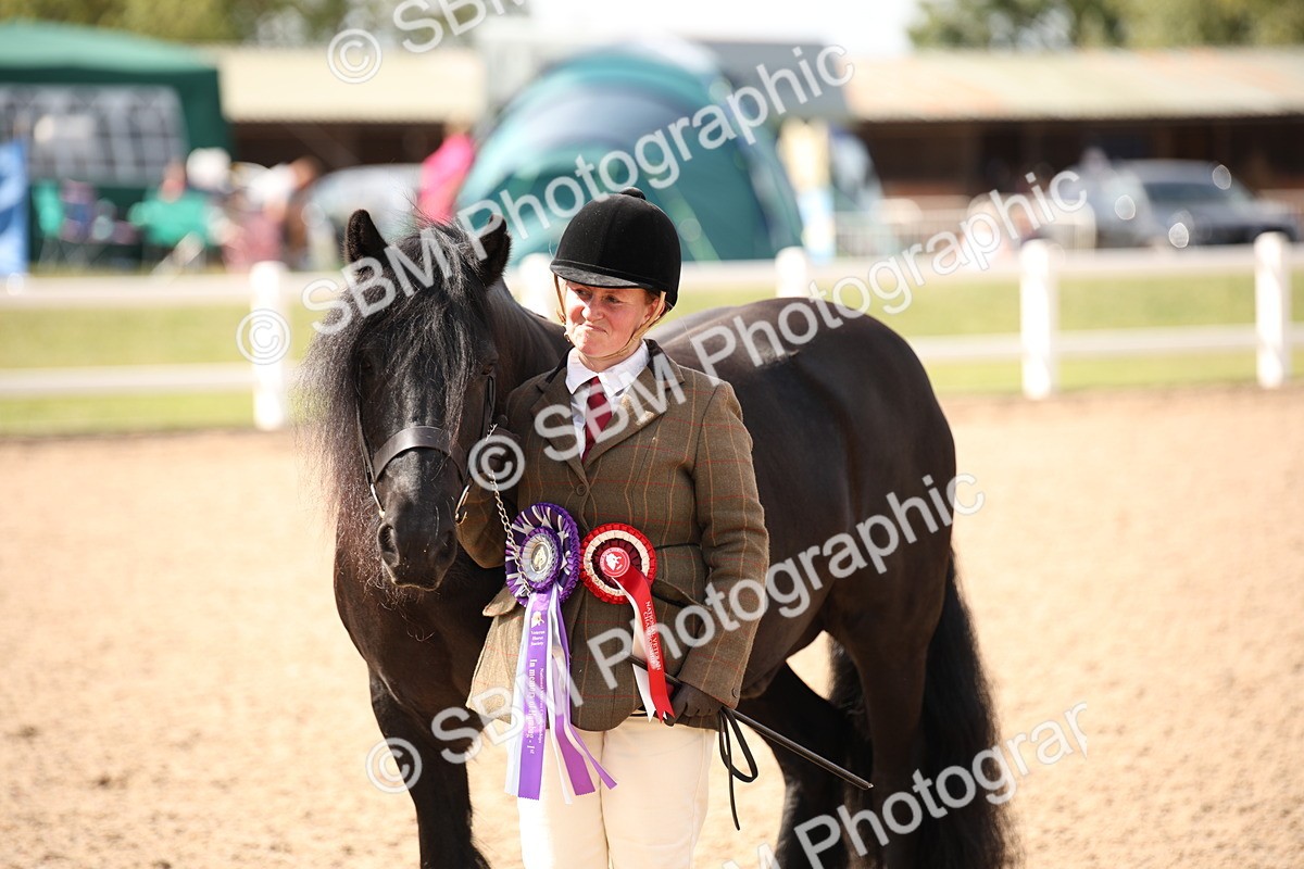 SBM_03446 - Class 18 Handsomest Gelding (IH or Ridden)