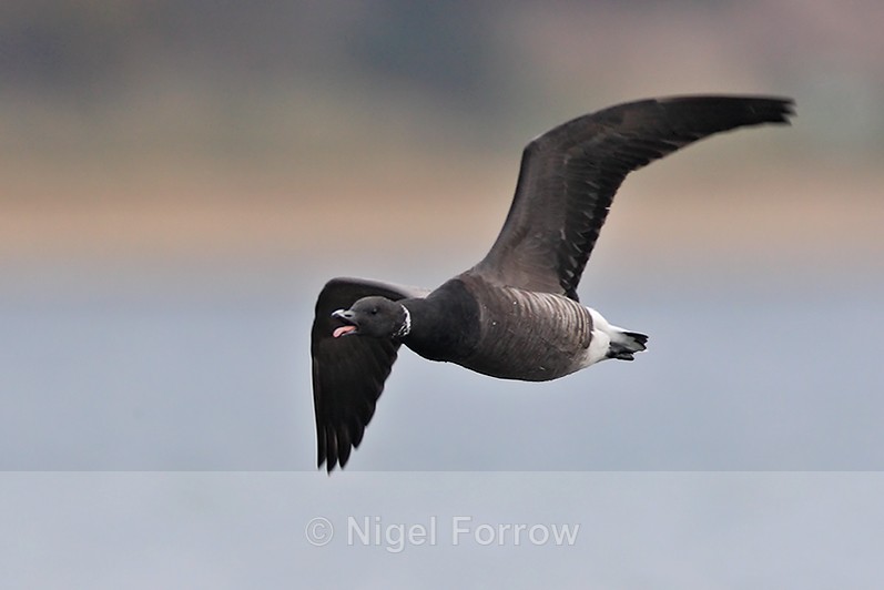 Brent Goose honking in flight at Arne - Brent Goose