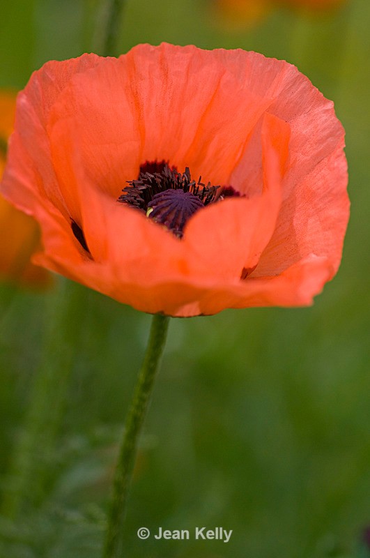 Orange flower - 5406 - Orange