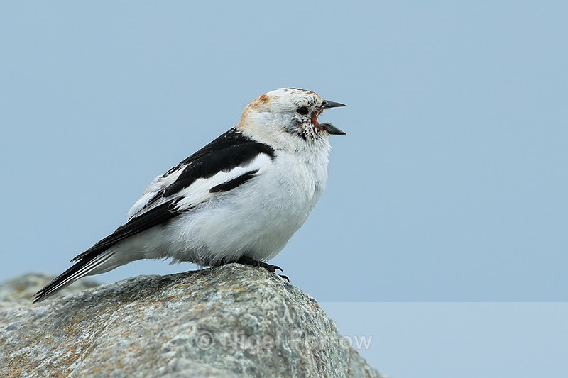 Snow Bunting singing, side view, Jokulsarlon, Iceland - Snow Bunting