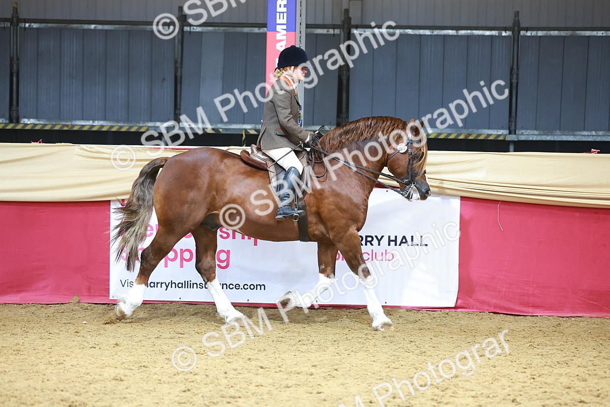 SBM_12406 - Class 103 - HOYS Veteran Qualifier - Ridden Pre Vet