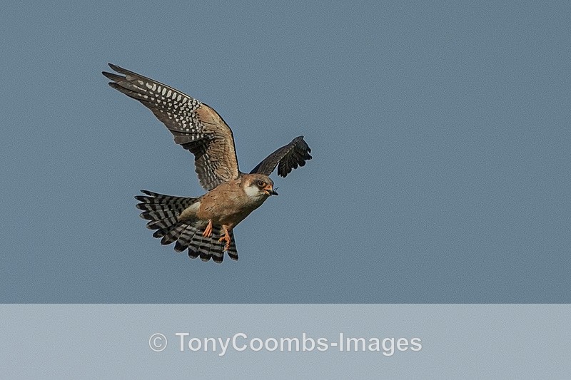 Red-footed Falcon  (f) - Lesvos ~ Other Birds