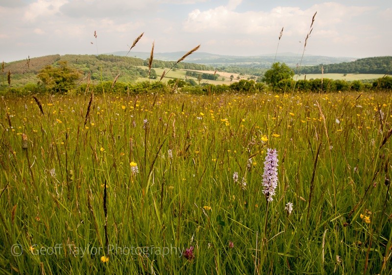 Orchid at Marked Ash - Wenlock Edge