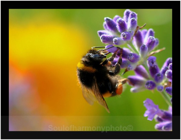 Bee & Lavender - Invertebrate's Macro