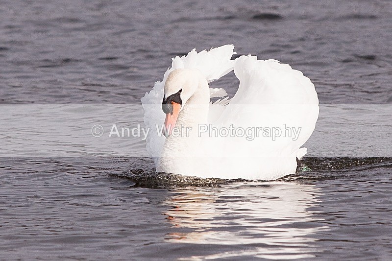 20120303-_MG_8971 - Mute Swan