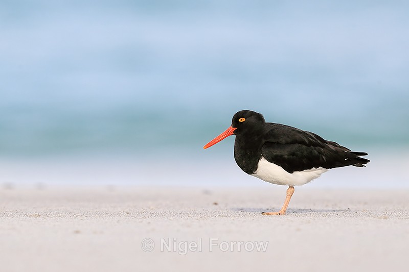 Magellanic Oystercatcher, Volunteer Point, Falklands - Magellanic Oystercatcher