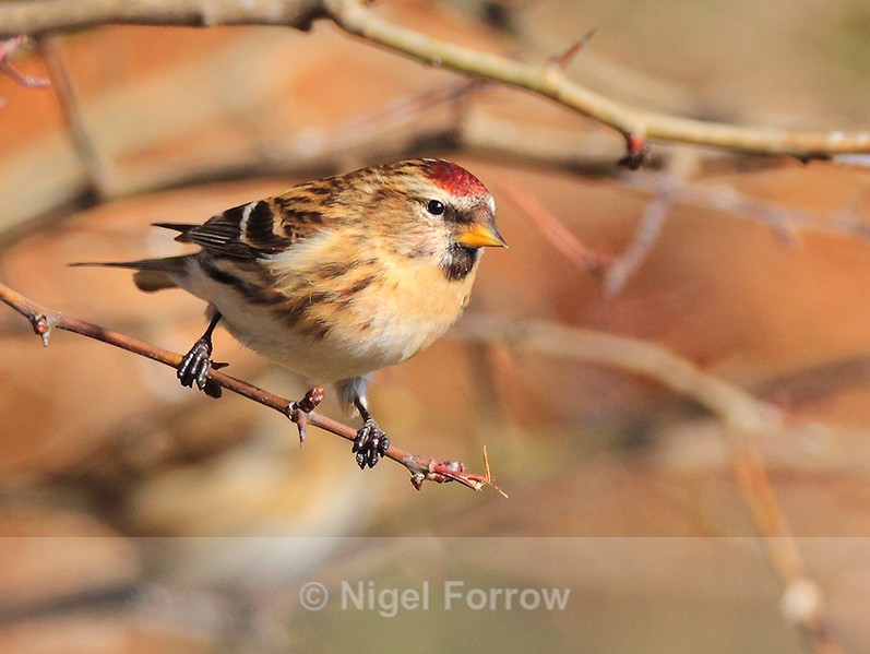 Redpoll near the Car Park Field feeders at Otmoor - Lesser Redpoll