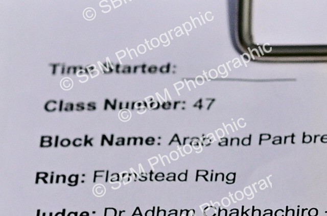 SBM_00001 - Class 46-49 - Arab and Part Bed-Anglo Arab In Hand