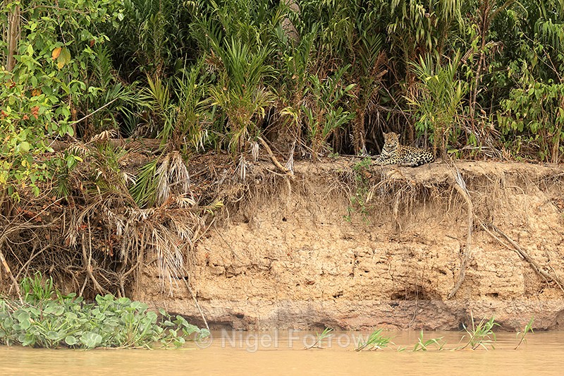 Jaguar resting on river bank, Rio Sao Lourenco, Mato Grosso, Brazil - Jaguar