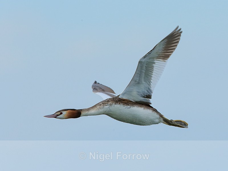 Great Crested Grebe flying close, Farmoor Reservoir - Great Crested Grebe