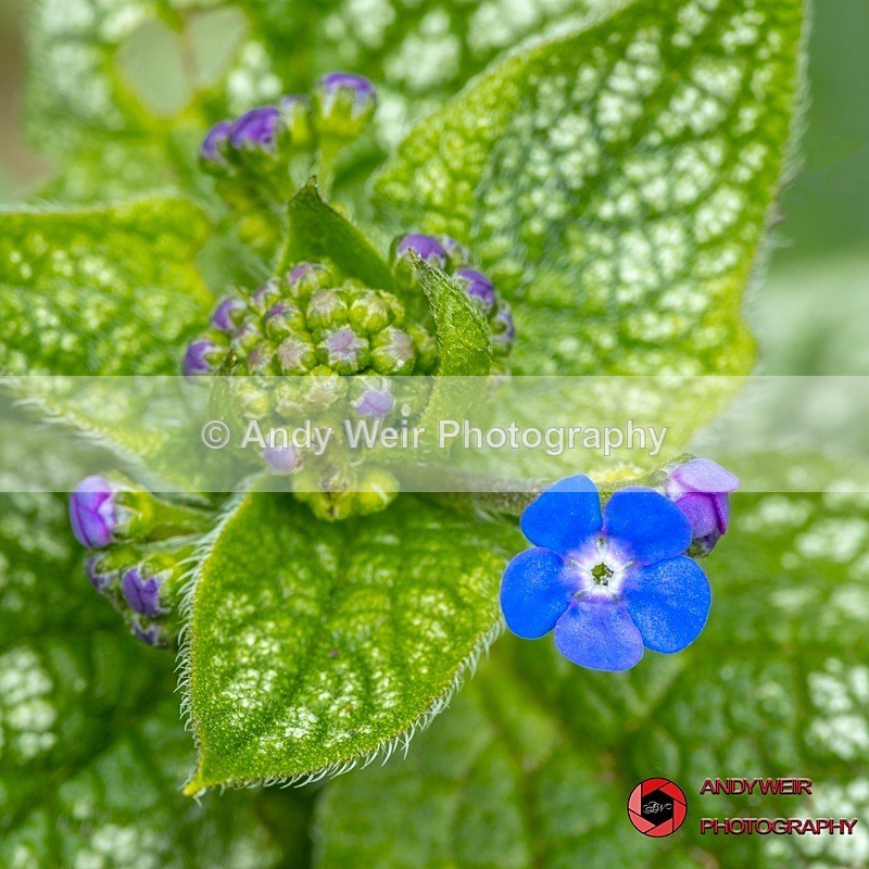 190327-untitled-1L4A0519-Edit - Plants & Flowers