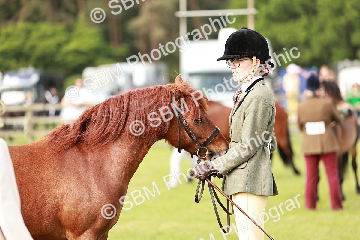 SBM_00487 - Class 14-23 - Mountain & Moorland In Hand Non Welsh