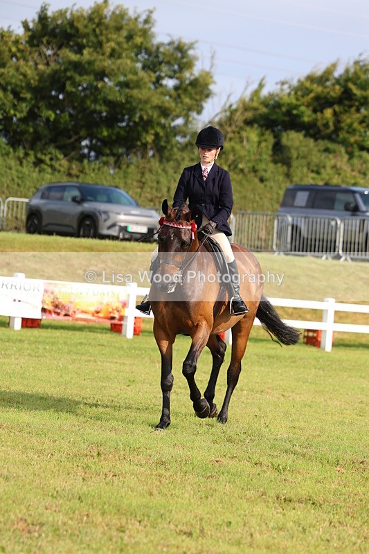 3E7A8163 - Class 2: Rising Star Large Hack/Riding Horse