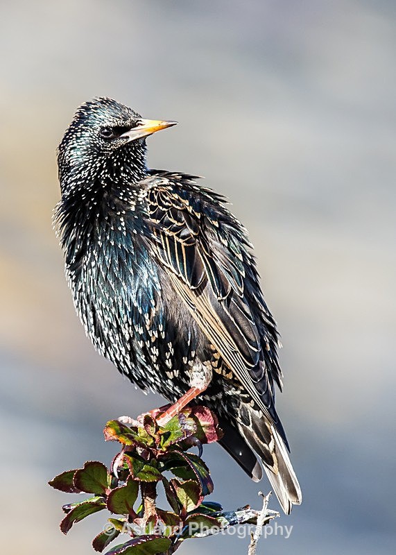 Astland Photography, Bird and Wildlife Images, Susan and Peter Wilson, U.K.