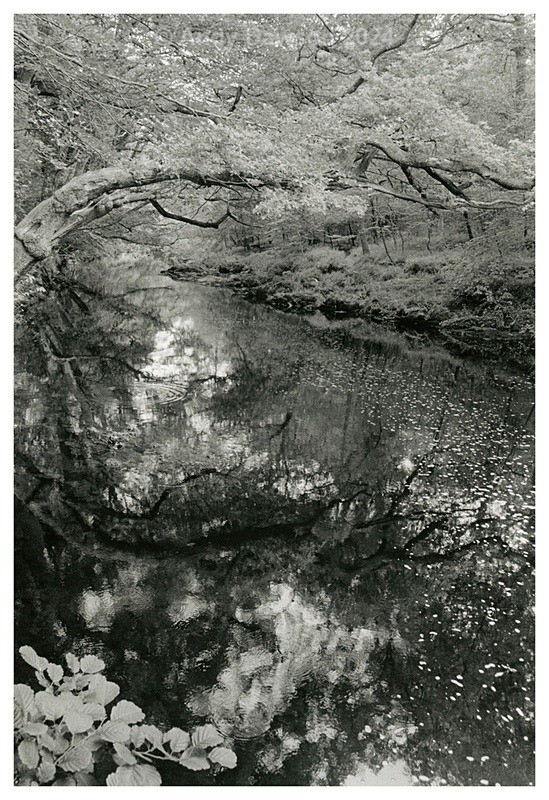 Mirror Trees - Black & White Pictures