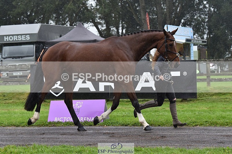 231018-120202-00044 - 040-DODINGTON-Sophie.Wildern-TrotUp