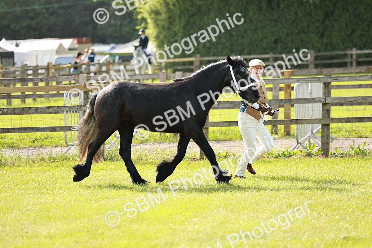 SBM_00696 - Class 14-23 - Mountain & Moorland In Hand Non Welsh