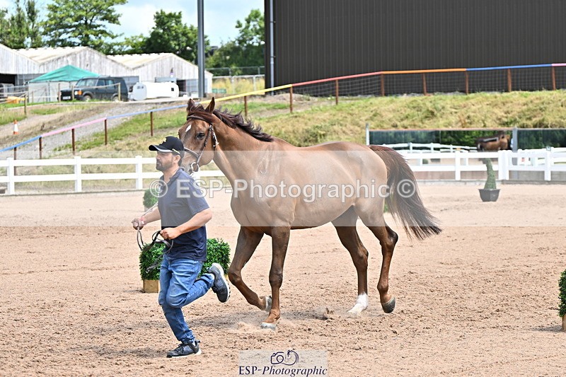 240718A-105304-01517 - Trot Up 12pm to 1pm