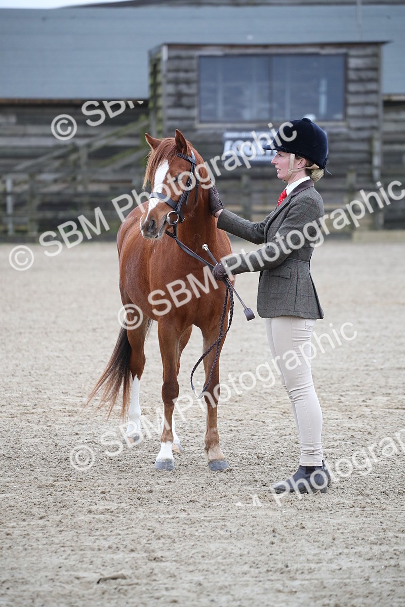 SBM_003929 - Class 1-4 - Young Stock classes Inc. In Hand Championship