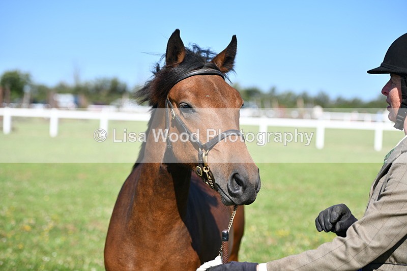 DSC_5896 - Class 50: NPS M&M Yearling
