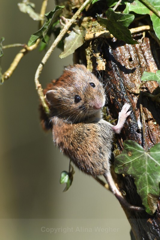 Bankvole - British Wildlife