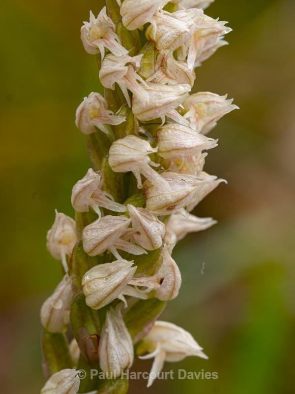 Dense-flowered orchid (Neotinea maculata also N. intacta) - Gargano - Wild Flowers