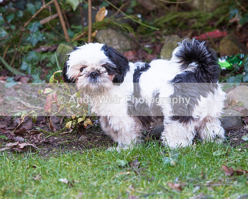 20130303-_MG_2697 - Pets