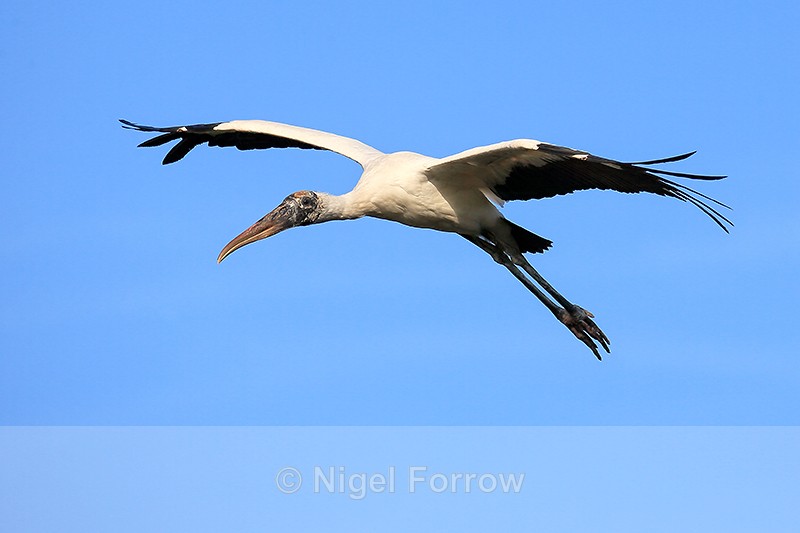 Flying Wood Stork, Wakodahatchee Wetlands, Florida - Wood Stork