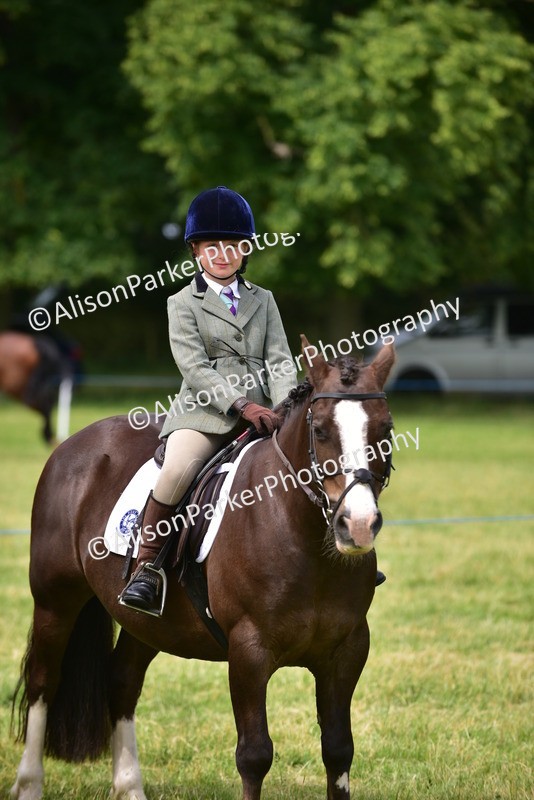 20260614-3999 - Class 16 - Handsome Gelding