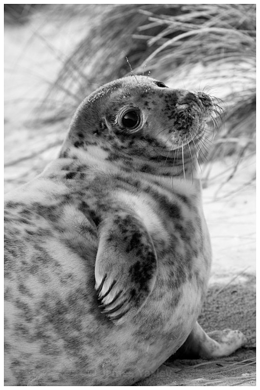 Grey Seal in Winter Dunes 4 - Best of British Wildlife
