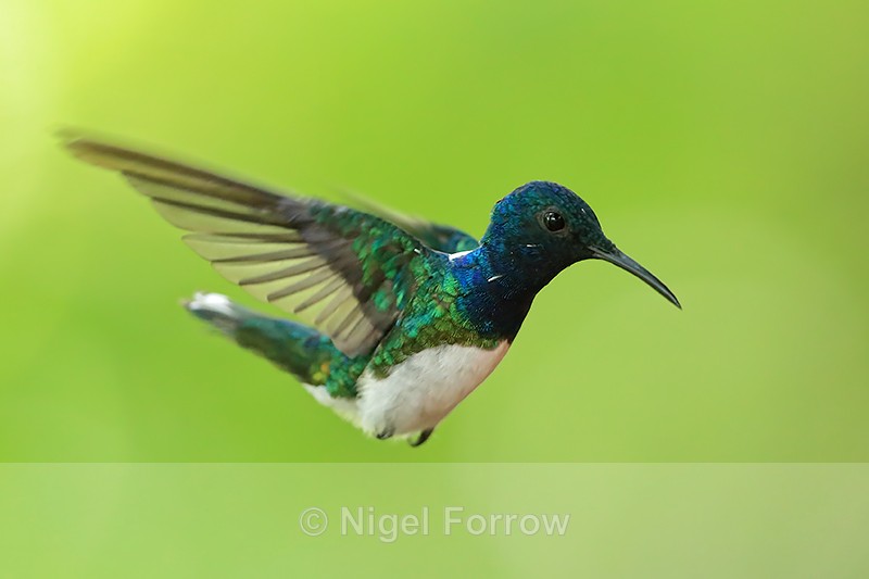 White-necked Jacobin (male), Gamboa, Panama - White-necked Jacobin
