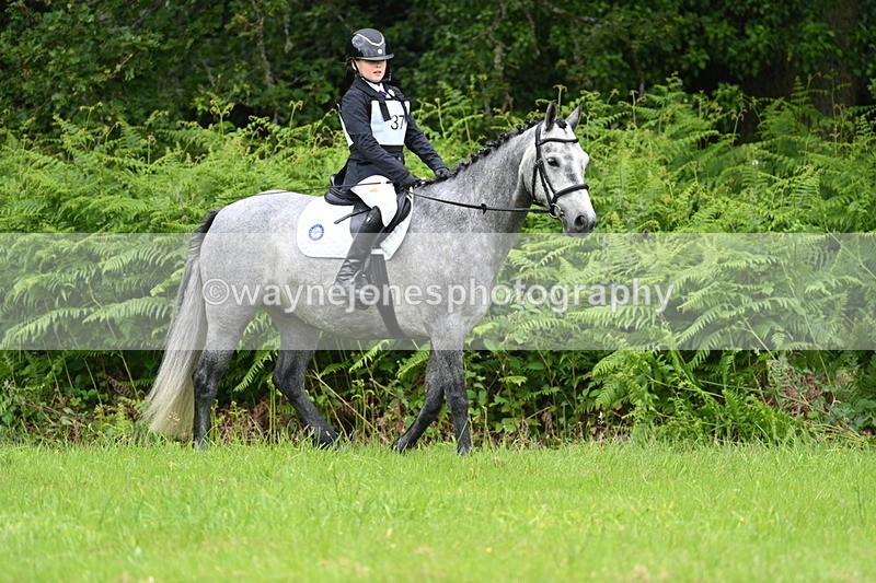WJ7_3810 - Class 14A Handsome Gelding