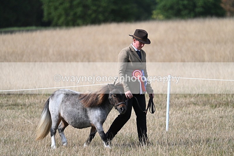 WJ7_8073 - In-hand Championship