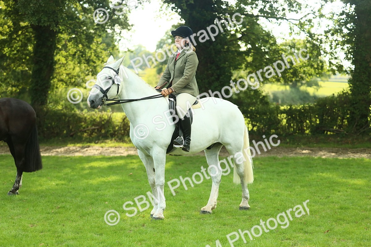 SBM_52160 - S33 - Working Hunter & Working Show Horse