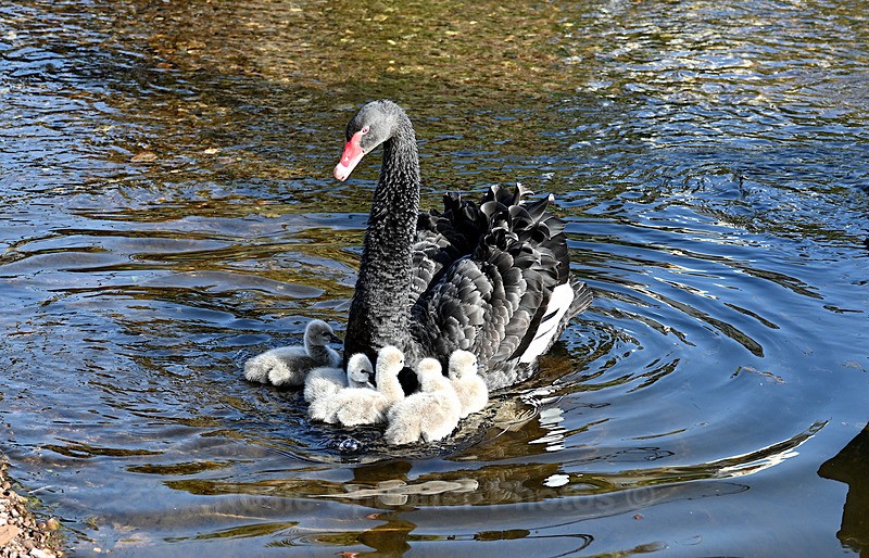 Black Swans Dawlish 6 - Dawlish and Black Swans