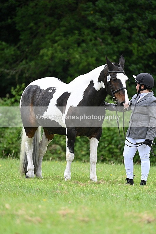WJ7_3765 - Class 14A Handsome Gelding