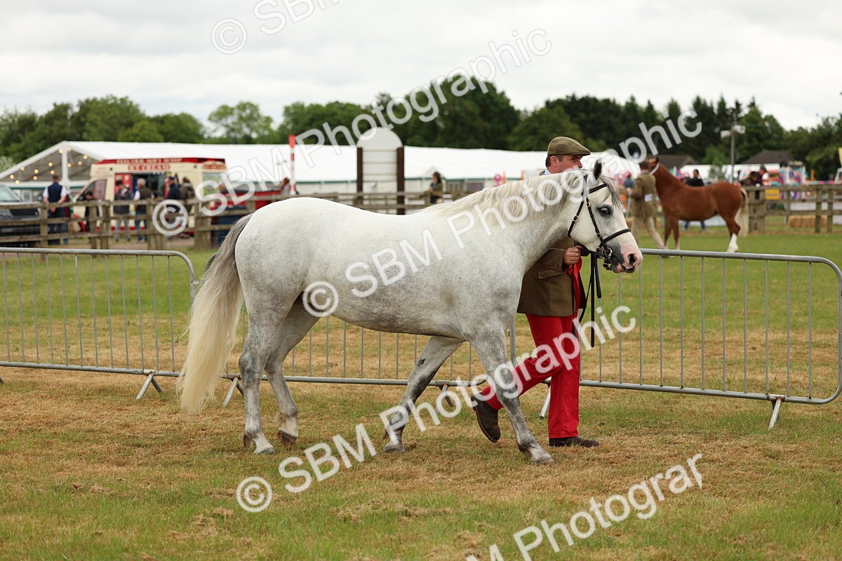 SBM_04266 - Class 64-67 - Shetland Pony In Hand