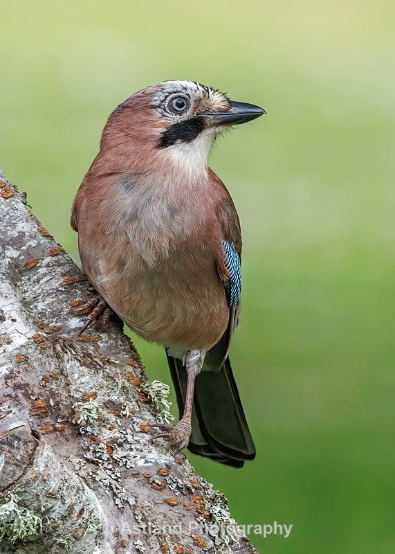Jay - Latest Images