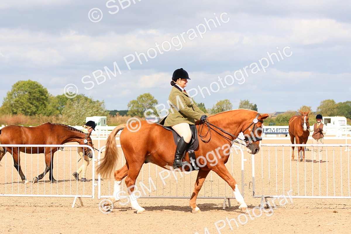 SBM_15458 - Class 214 - Ridden Show Cob