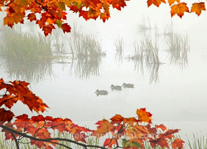 Mallards @ Spooner Island - Urban Wildlife