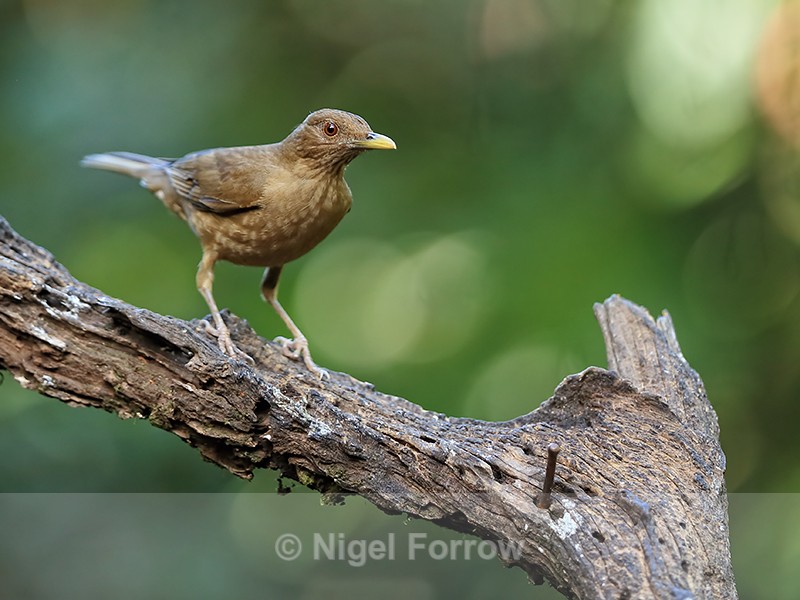 Clay-coloured Thrush perched near feeder, Limon Province, Costa Rica - Clay-coloured Thrush