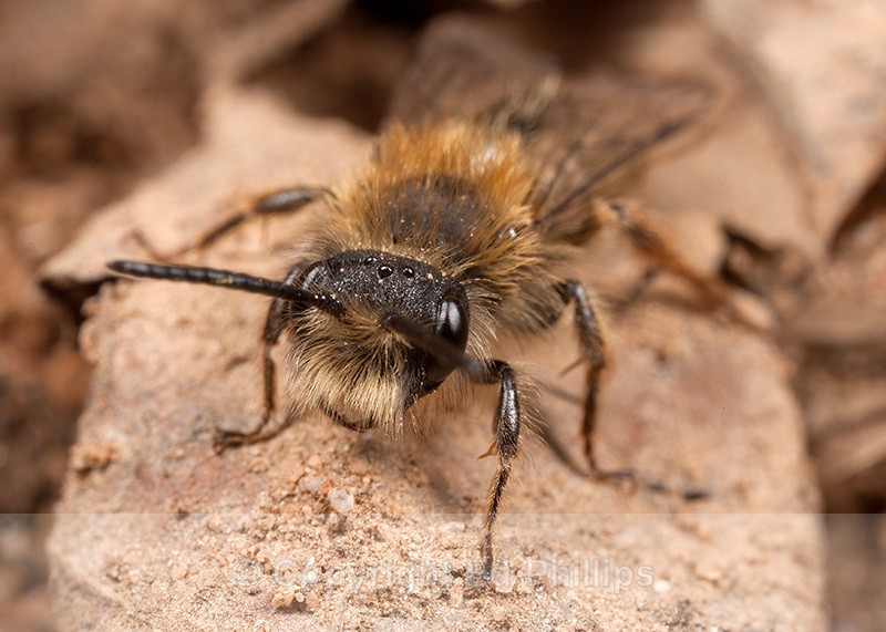 Andrena clarkella (m) - Andrena clarkella