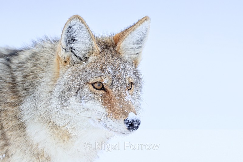Coyote close side-view portrait, Yellowstone National Park - Coyote