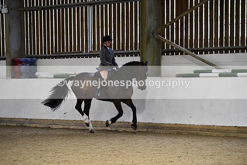 WJ5_8873 - Class 15 Ridden Show Horse