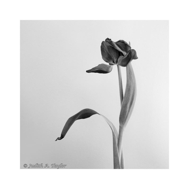 tulip elegant in old age