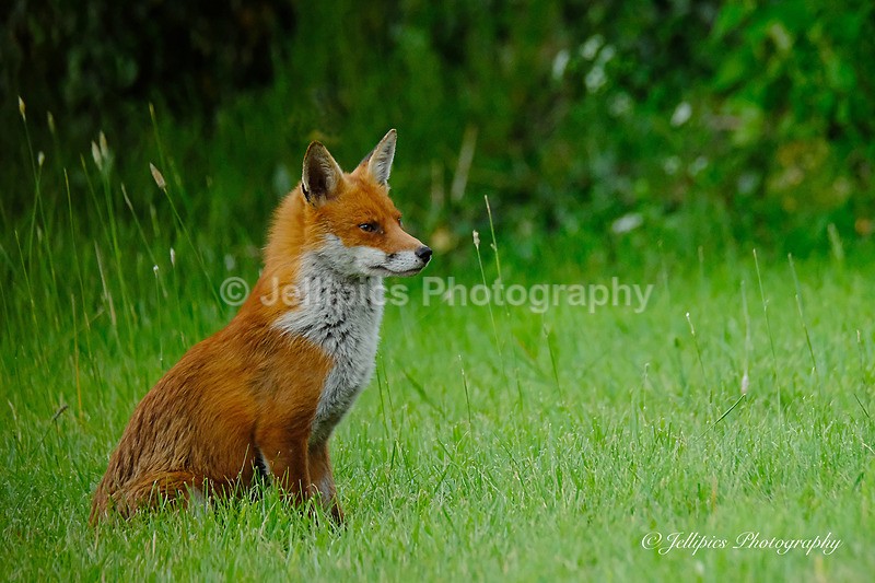  - Wildlife and Nature