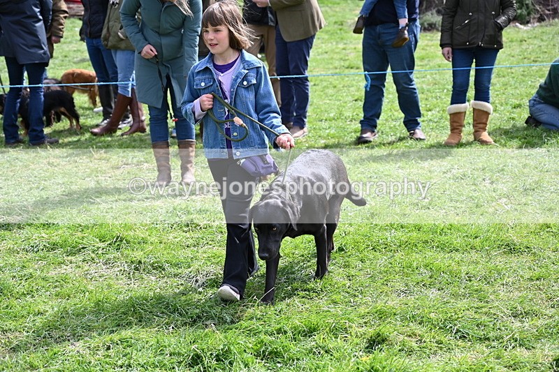 WJ6_8941 - Class 8 Best Working / Gun Dog or Bitch